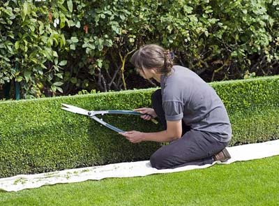 Gartenservice schneidet Hecke